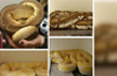 More Than 60 Snakes Rescued From Baltimore Home By Animal Shelter